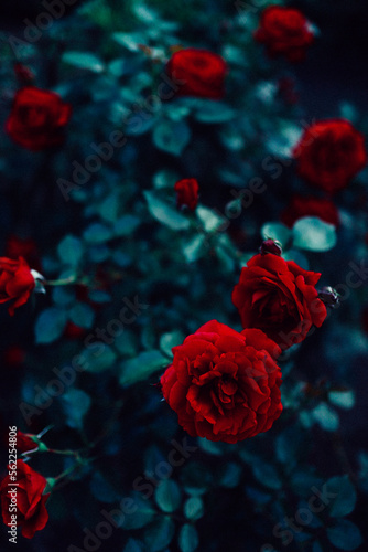 bush of wild red roses.dark background