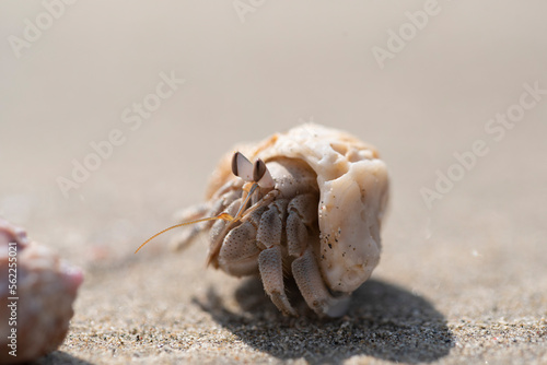 Hermit crabs walking away from food.