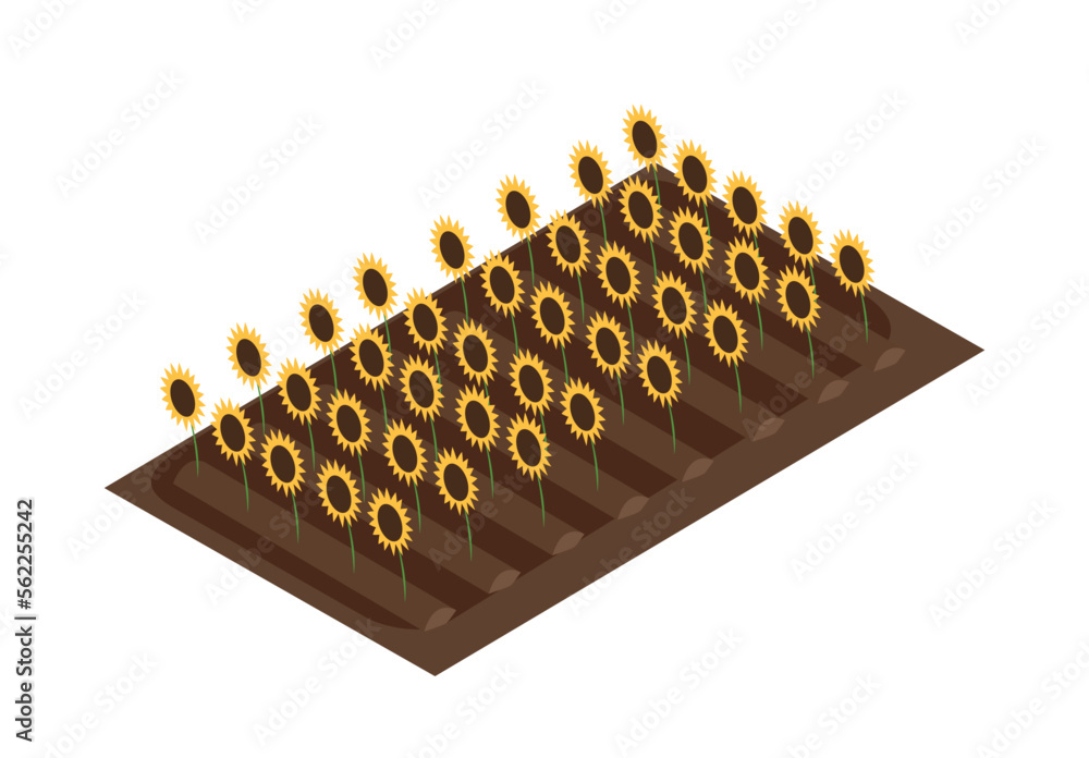 Work in field isometric. Sunflower field, horticulture and agriculture. Poster or banner for website. Template, layout and mock up. Nature and farming concept. Cartoon 3D vector illustration Work in field isometric. Sunflower field, horticulture and agriculture. Poster or banner for website. Template, layout and mock up. Nature and farming concept. Cartoon 3D vector illustration