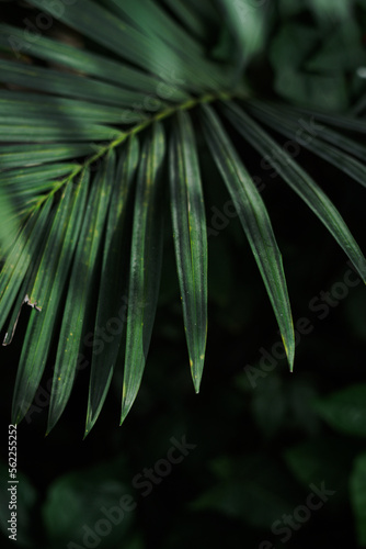 Green palm leaves close up with sunlight