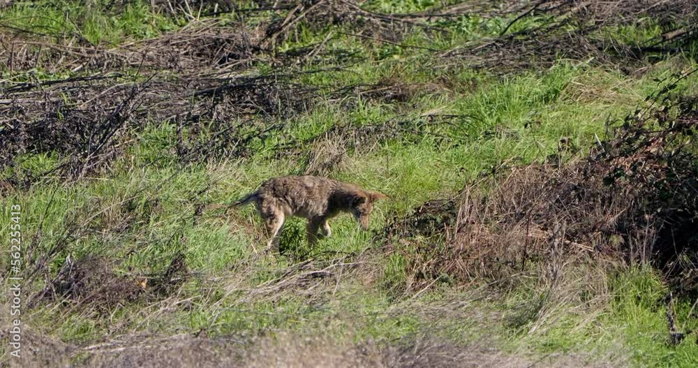 Coyote in field stocking pray in slow motion Coyote in field stocking pray in slow motion