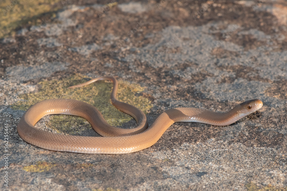 Fototapeta premium Southern Brown Egg-eater (Dasypeltis inornata)