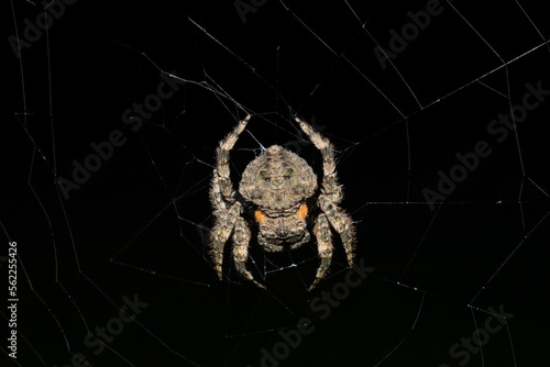 Common bark spider (Caerostris sexcuspidata)