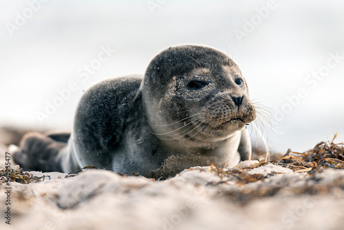Fototapeta Naklejka Na Ścianę i Meble -  Seal on the beach on the Baltic Sea.