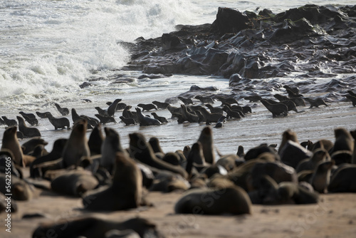 Brown Fur Seals Entering The Ocean in Cape Cross, Erongo Region, © Cavan