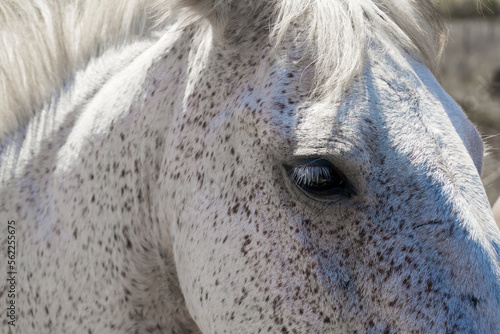 Eye of a white horse with gray spots