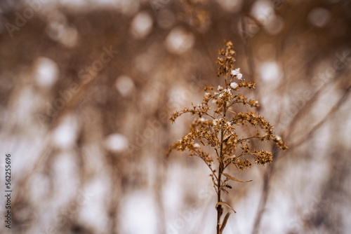 Gold Winter Flower Covered in Snow in Field © Cavan