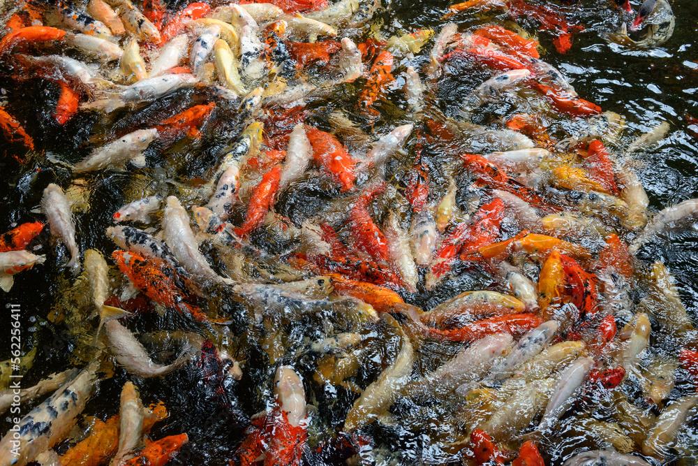 Many big fishes are splashing at the water surface. Many big fishes are splashing at the water surface.