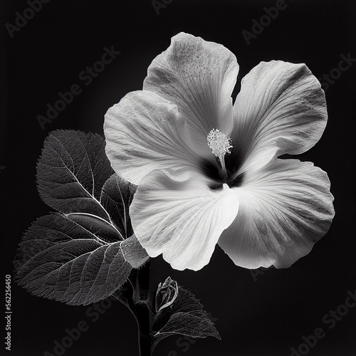 white hibiscus flower photo