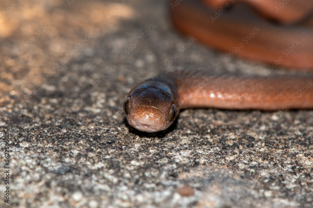 Fototapeta premium Southern Brown Egg-eater (Dasypeltis inornata)