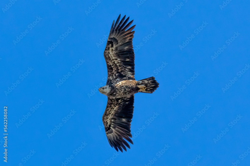 Fototapeta premium eagle in flight