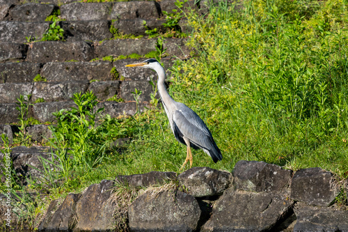 great blue heron
