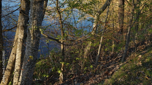 trees next to a river