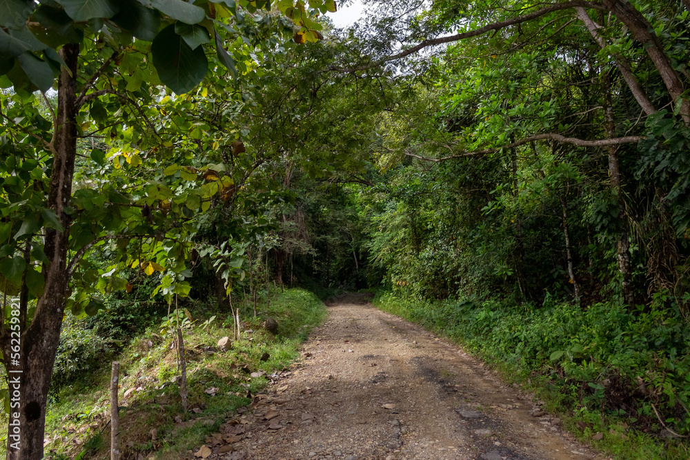 Fototapeta premium path in the forest