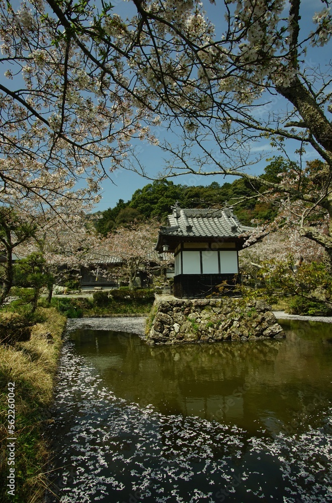 桜咲く春の米原・石堂寺