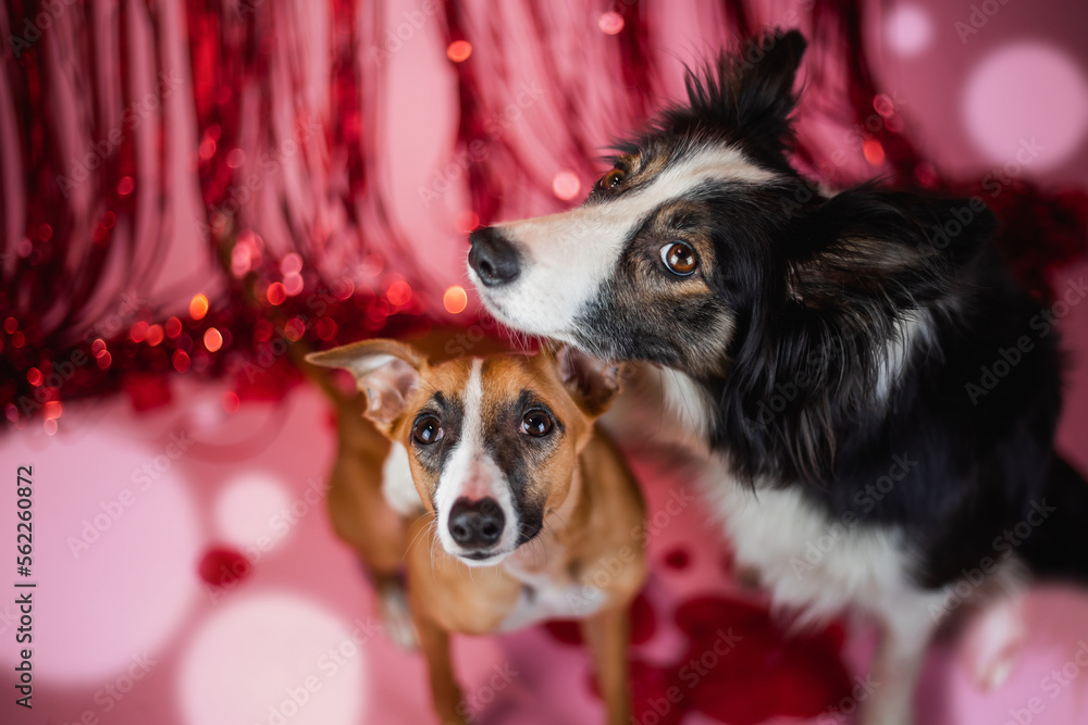 Czarny pies collie przytula szczeniaka whippet na różowym tle