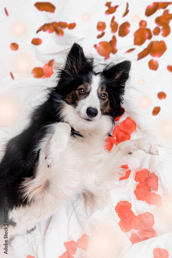 Czarny pies border collie leży grzbiecie na białej pościeli z płatkami róż