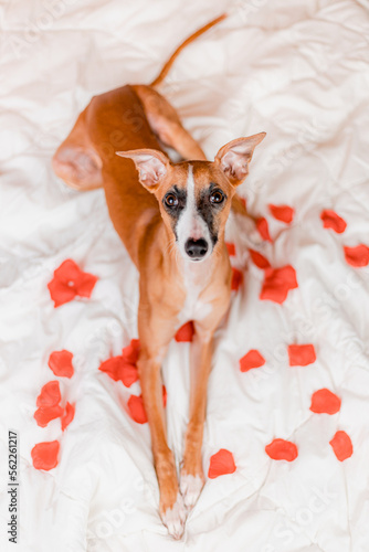 Brązowy pies whippet leży na białej pościeli z płatkami róż photo