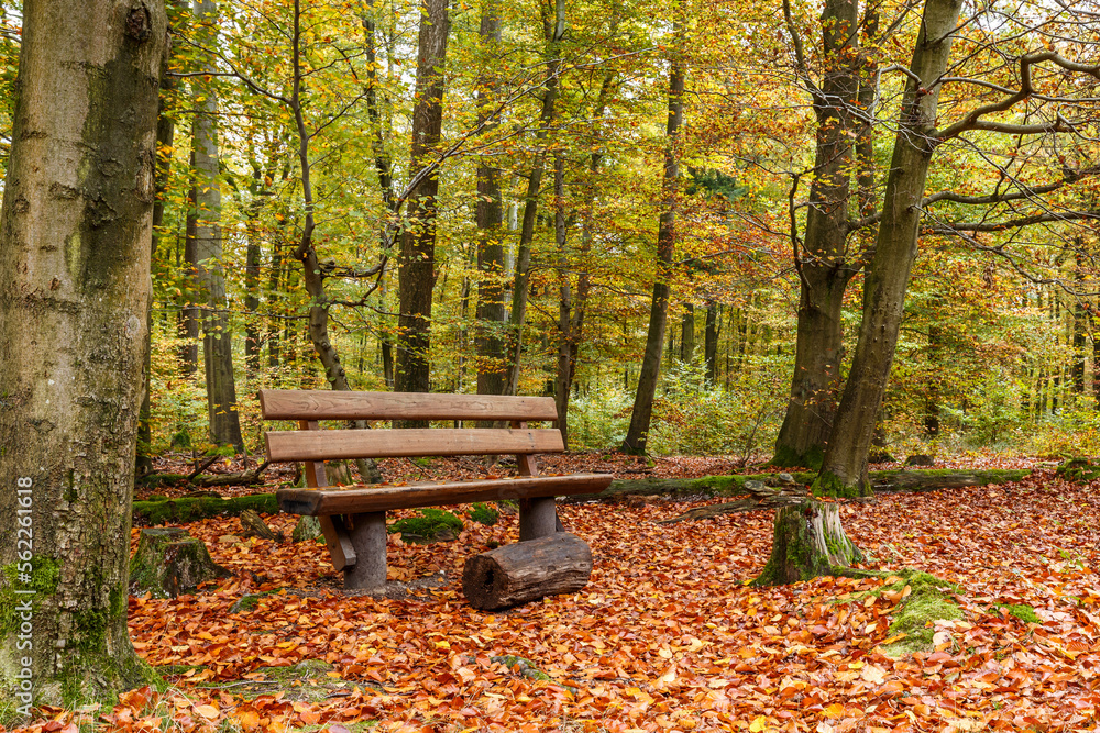 bench in lovely autumn forest