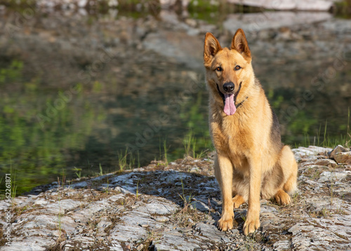 German shepherd dog sitting on the edge of small lake.  
