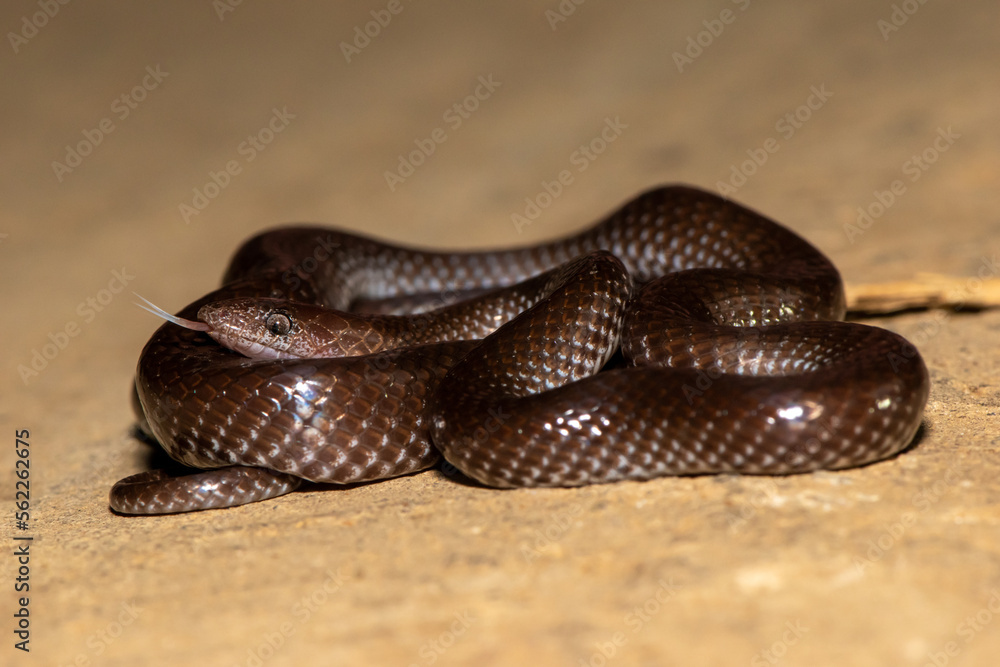 Common Wolf Snake (Lycophidion capense) Common Wolf Snake (Lycophidion capense)