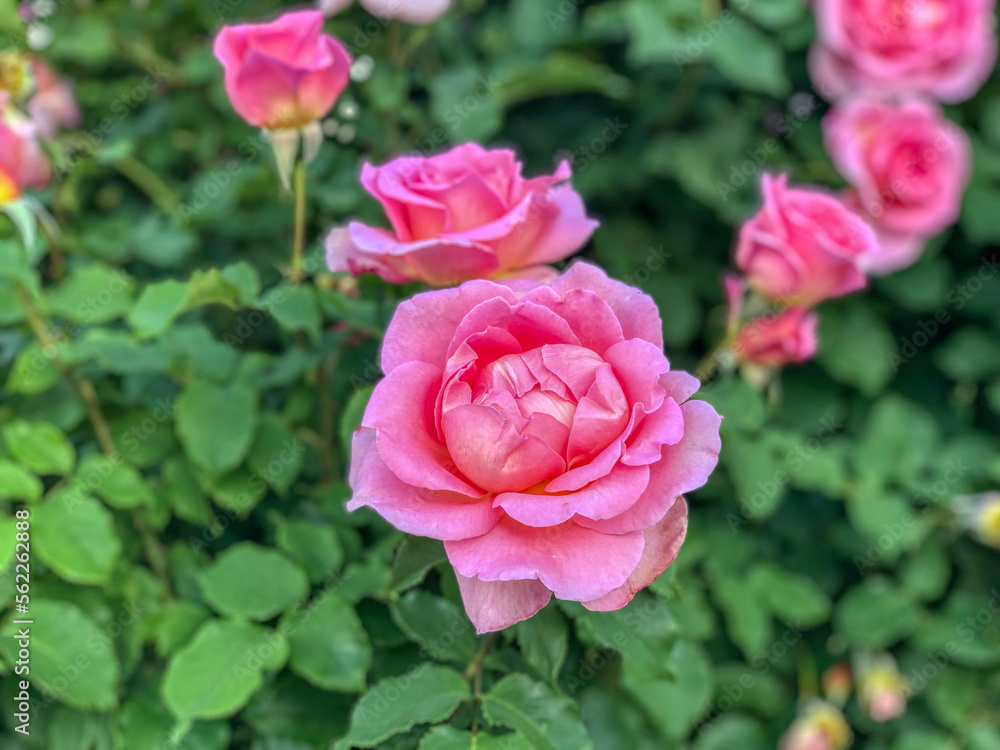 Pink roses blossom on green background