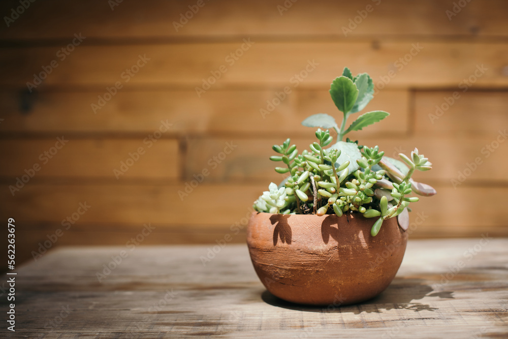 Potted plant on table against wooden wall