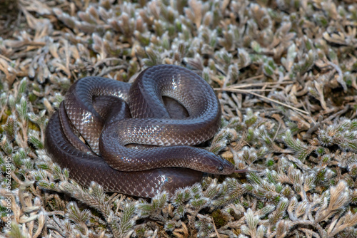 Common Wolf Snake (Lycophidion capense)