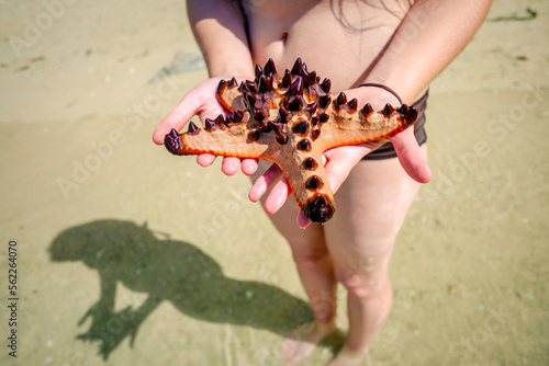 Woman holding a Horned Sea Star (Protoreaster nodosus) on Calachuchi Beach photo