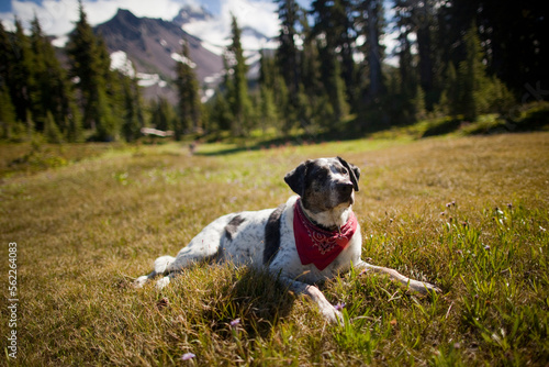A dog rests after hiking to Jefferson Park in the North Oregon Cascades in September, 2010. Mt. Jefferson is pictured in the background. photo