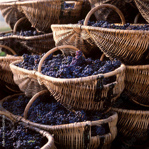 Baskets filled with Pinot Noir grapes in Burgundy, France. photo