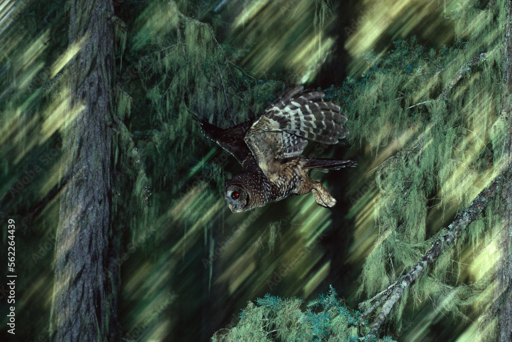A Northern Spotted Owl flying in the Olympic National Forest in Washington. A Northern Spotted Owl flying in the Olympic National Forest in Washington.