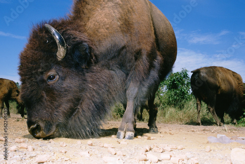 Close-up, wideangle view of an American Buffalo (Bison) in Kansas. photo