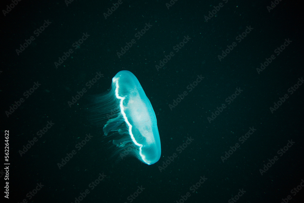 A jelly fish glows blue in dark water at the Markham and Schoolhouse wrecks off Wrightsville Beach. A jelly fish glows blue in dark water at the Markham and Schoolhouse wrecks off Wrightsville Beach.