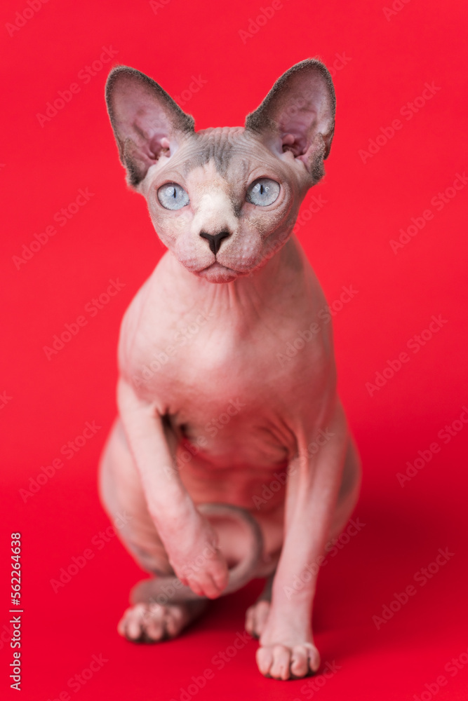 Sphynx Hairless Cat blue mink and white color and blue eyes sitting on red background, looking at camera. Portrait of friendly female Canadian Sphynx Cat 1 year old. Selective focus on foreground.