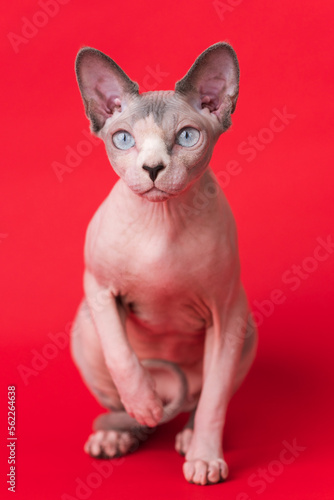 Sphynx Hairless Cat blue mink and white color and blue eyes sitting on red background, looking at camera. Portrait of friendly female Canadian Sphynx Cat 1 year old. Selective focus on foreground. © Alexander Piragis