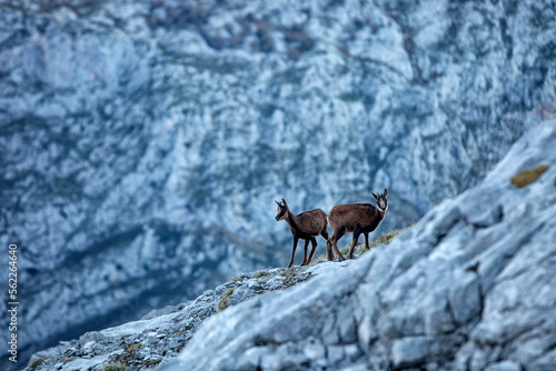 Picos de Europa National Park