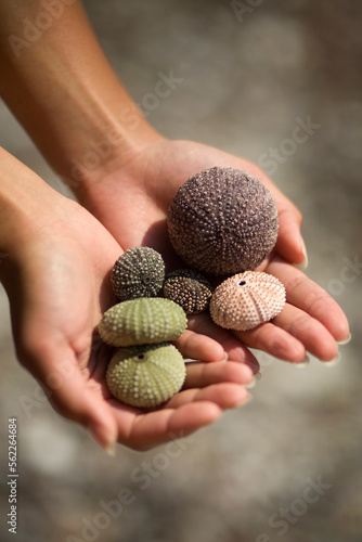 A woman holds sea urchin shells in her hands at a beach near Nafpaktos, Greece. photo