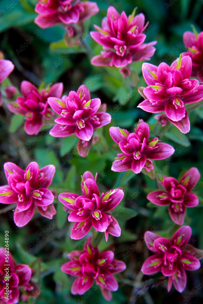 flowers, Canada flowers, Canada