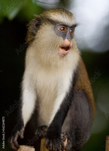 Mona Monkeys in Ghana