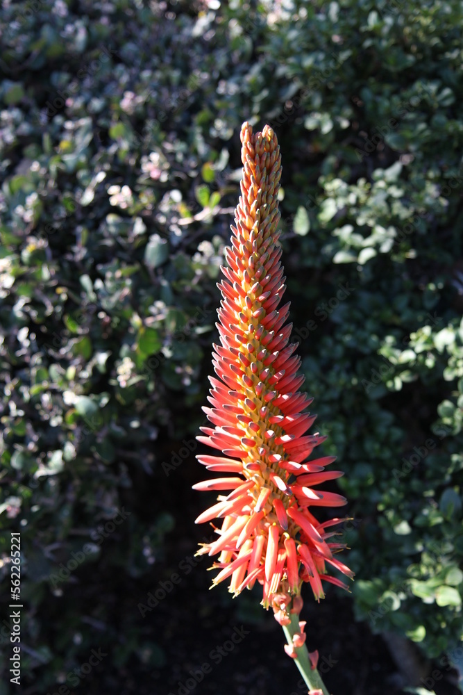 aloe vera bloom aloe vera bloom