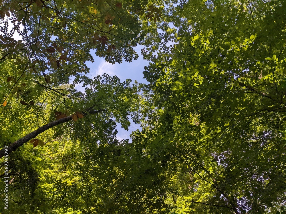 Fototapeta premium trees and sky in a forest