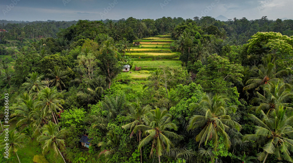 Aerial Birds Eye View Drone Capture of Famous Rice Terrace in Bali, Indonesia, Long Field