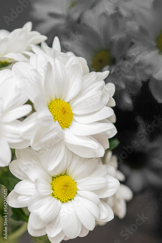 Some beautiful big white daisies and their reflection on a surface