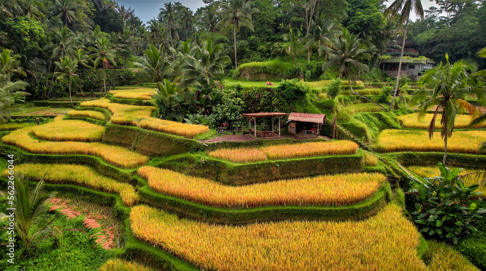 Drone Image Famous Rice Terrace in Bali, Indonesi, Yellow Orange Colors