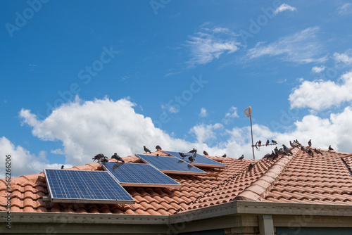 Konstfotografi Solar panels on the roof of a house covered with pigeon droppings and roosting p