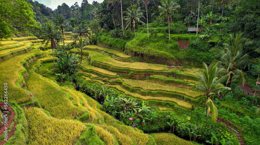 Aerial of Instagram Famous Destination, Tegalalang Rice Terraces