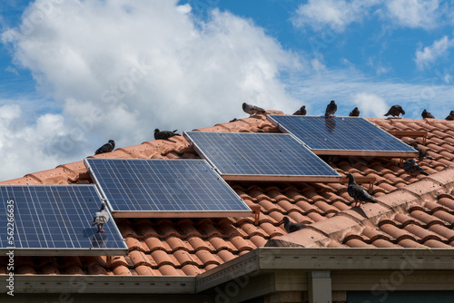 Solar panels on the roof of a house covered with pigeon droppings and roosting pigeons