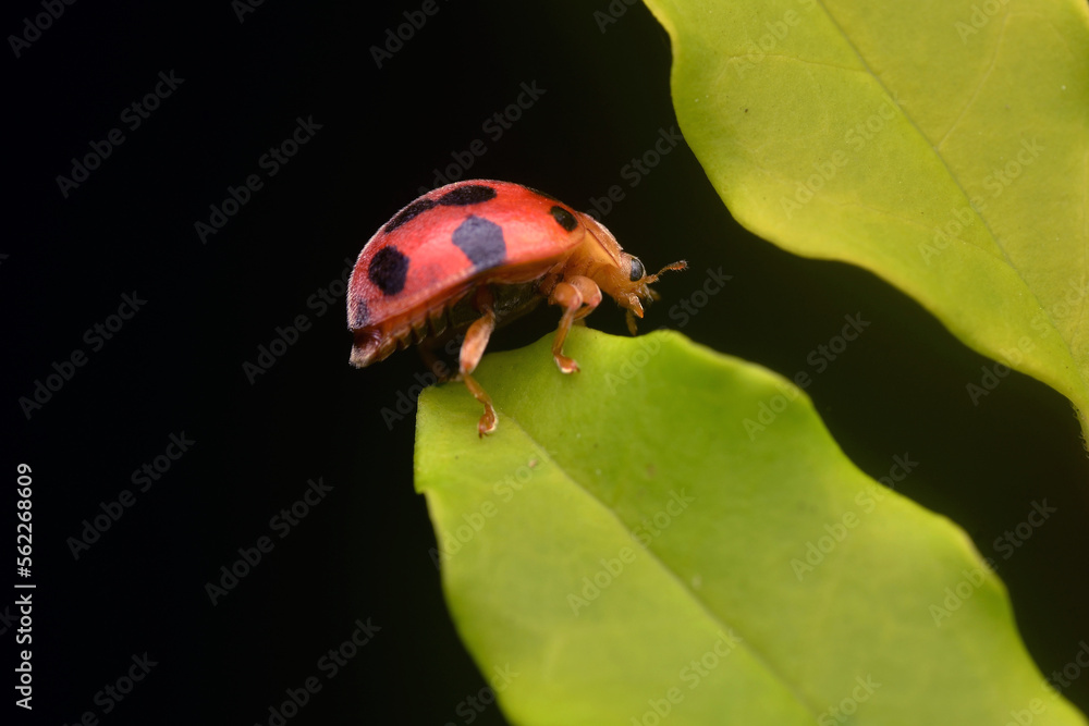 Fototapeta premium ladybug on a leaf