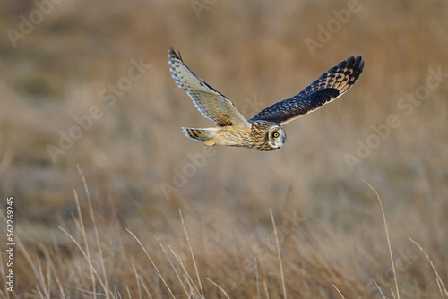 short eared owl in flight

